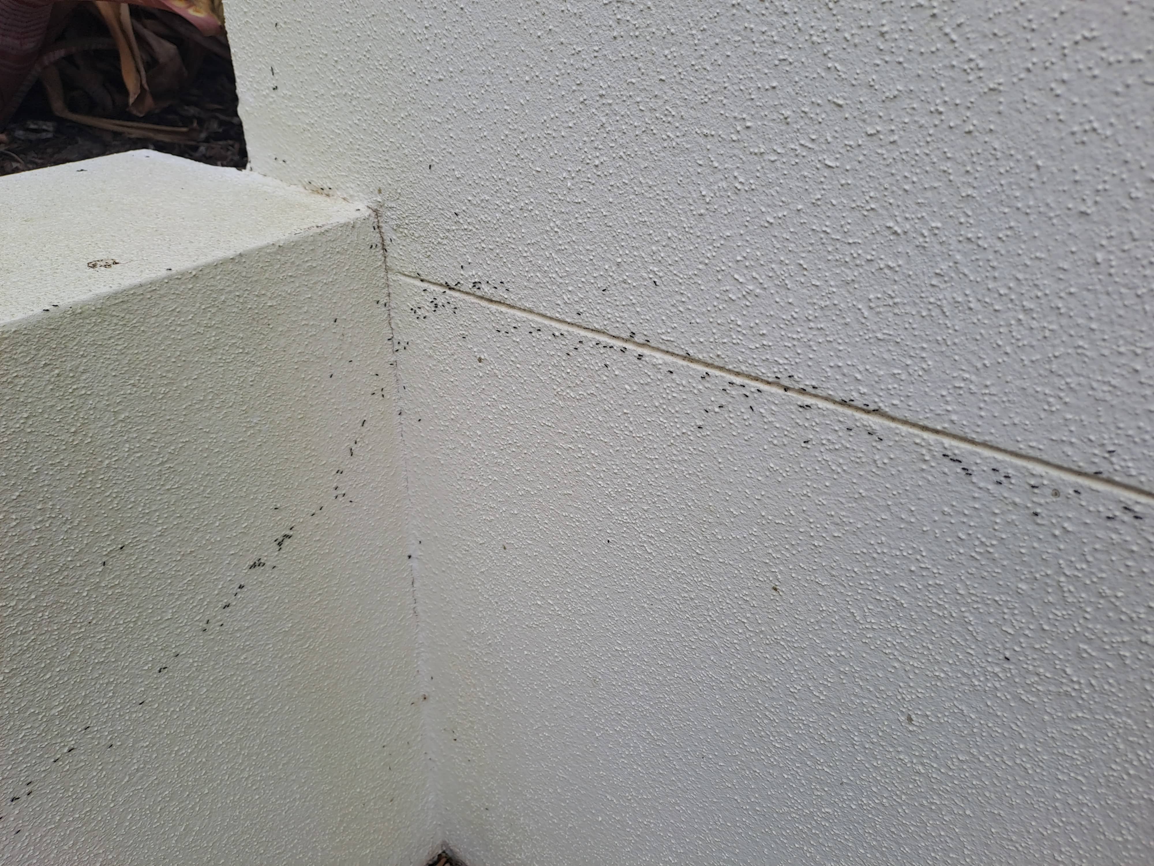 Black Ants Tracking - Professional Ant Control